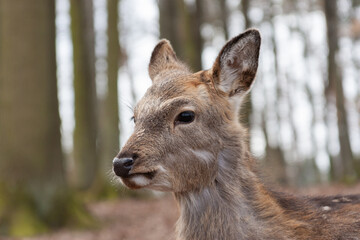 Portr&auml;t eines jungen Damwilds