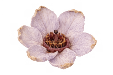 Withered pink flower on transparent background, its faded petals and prominent stamen depicting organic beauty in its drying stage