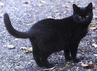 Begegnung mit einer sch&ouml;nen schwarze Katze