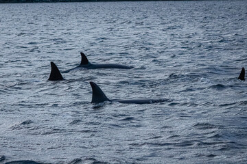 Orcafamilie im Fjord von Norwegen mit verschneiter Landschaft und Bergen

