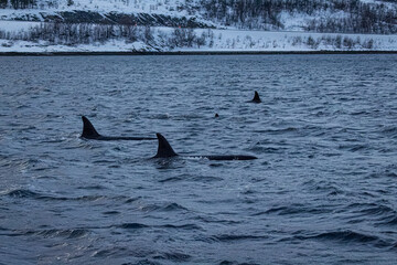 Orcafamilie im Fjord von Norwegen mit verschneiter Landschaft und Bergen
