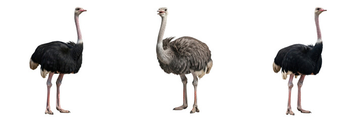 Set of Ostriches with Black and White and Grey and Brown Feathers Shown from Different Side-Profile Perspectives Isolated on White Background Oil Paint PNG