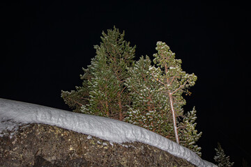 Verschneiter Tannenwald mit wei&szlig;em Schnee bei Nacht

