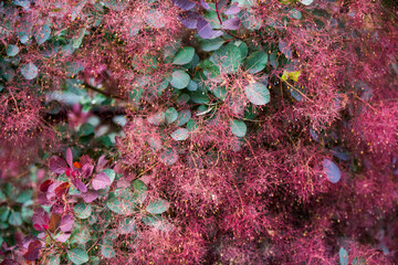 Cotinus smoke bush leaves with fluffy seed plumes