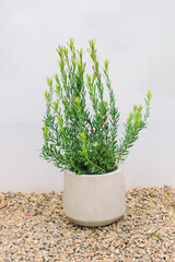 リューカデンドロン イエローデビルの鉢植え　細長い葉が立ち上がる観賞用の常緑低木