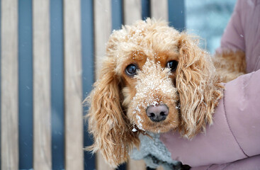 Fluffy dog with snow on its face is being held by a person wearing a pink jacket, showcasing a cozy winter moment in a snowy outdoor setting with wooden background