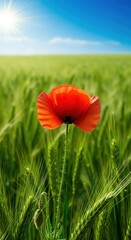 Naklejka premium Vibrant red poppy blooming solitary in a vast green meadow under bright summer sunshine, symbolizing peace and natural beauty ,sunlight, spring, grass