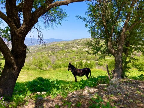 donkey in the woods