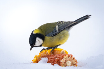 Great tit eating corn in snow © Dusan