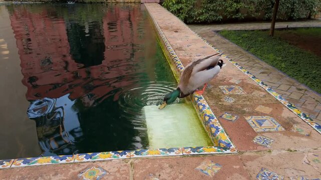 Mallard duck drinking in a fountain at the gardens of Royal Alcazar Palace in Seville, Spain