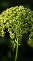 Detailed macro photograph capturing the dense cluster of tiny green and white flowers forming a complex indeterminate inflorescence structure in soft sunlight, fragility, background, spring