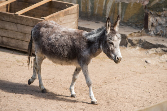 A gray donkey standing in a wooden farm. Domestic livestock animal