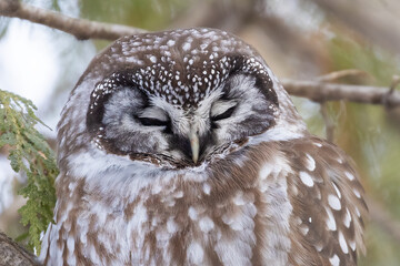 boreal owl or Tengmalm's owl (Aegolius funereus)
