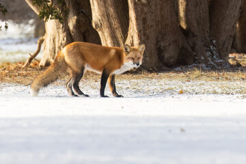Obraz premium Male red fox in harsh Canadian winter