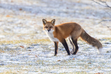 Obraz premium Male red fox in harsh Canadian winter