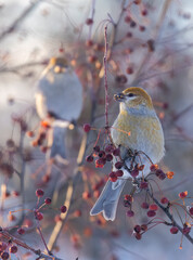 Female pine grosbeak (Pinicola enucleator) in winter