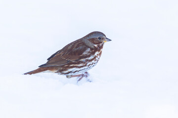Obraz premium fox sparrow (Passerella iliaca) in winter
