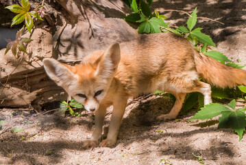 Obraz premium Fennec fox or desert fox, cute little fox in zoo