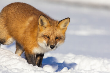 Obraz premium Male red fox in harsh Canadian winter