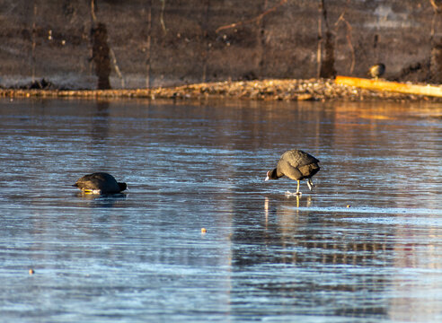 Coots on the ice