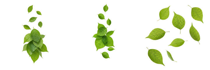 Set of Three Clusters of Fresh Green Leaves in Various Arrangements – Oil Paint Style PNG, Perfect for Nature & Botanical Designs