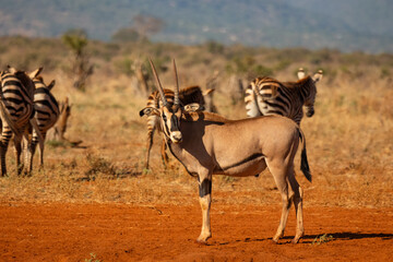 Oryx in the wild © Ondrej