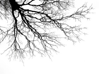 Obraz premium Bare Tree Branch Silhouette Against White Minimal Background