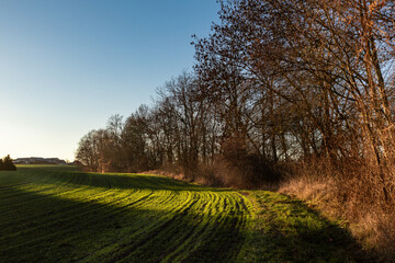ściana drzew na wsi oświetlona zimowym, zachodzącym słońcem © Magdalena