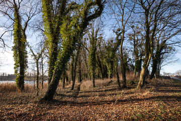 Efektowne drzewa oświetlone intensywnym, zimowym słońcem © Magdalena