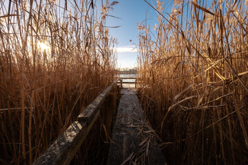 Widok na jezioro poprzez podświetlone słońcem trzciny © Magdalena