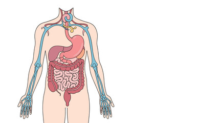 Anatomical diagram of a human body torso displays the internal organs and the complete digestive system in a clear and educational manner.