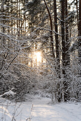 Snow-covered trees in the forest. A bright sunset in a winter forest. Breathtaking winter landscape.