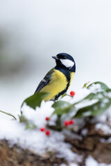 Naklejka premium Snowy Great Tit (Parus Major) on a snowy log with holly and red berries. festive scene. Yorkshire, UK in January