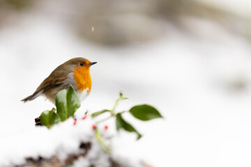 Snowy Robin (erithacus rubecula) on a snowy log with holly and red berries. festive scene....