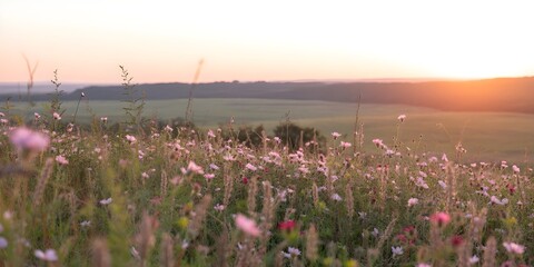 Wildflowers in a serene meadow at sunset with soft pastel colors and warm golden lighting for landscape photography