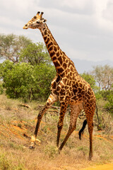Obraz premium giraffe in the wild