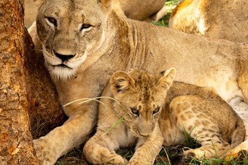 lioness and cubs