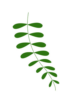 Creeper, Climbing plant, Vine single icon leaf tree lote