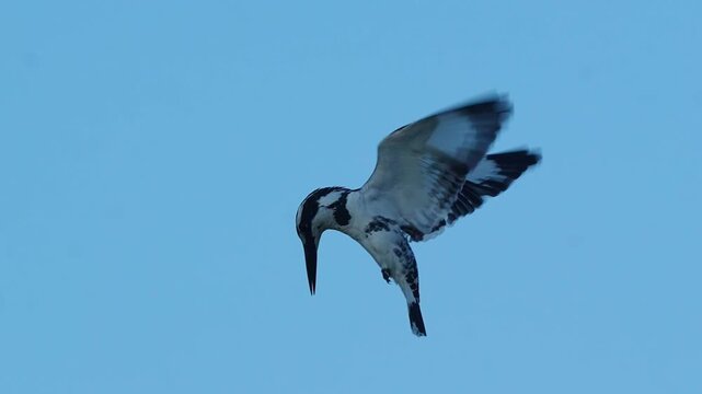 Pied Kingfisher (Ceryle rudis) in Flight Locking on Fish Hunt in 240fps 4K Slow Motion. Black and White Kingfisher Hovering Above Water, Beak and Wings Focused on Target, Captured in Cinematic High-De