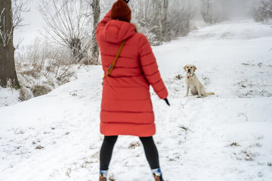 Woman raises hand to train Labrador retriever sitting on snowy path in foggy winter forest
