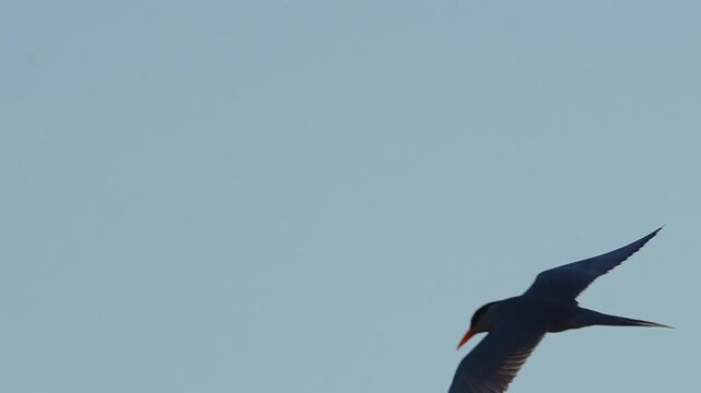 River Tern or Indian River Tern (Sterna aurantia) Flying in 240fps 4K Slow Motion. Elegant White Waterbird Gliding and Flapping Over River Surface, Sharp Wing Movements and Aerial Hunting Behavior Cap