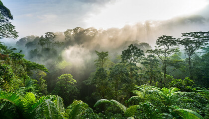 The Rainforest Mist Blanketing Towering Trees Vibrant Green Leaves Reflecting Soft Morning Light