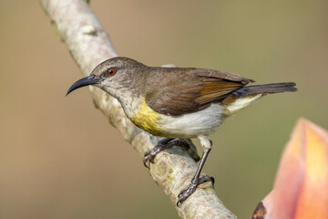 COLORFUL PURPLE SUNBIRD SITTING ON FLOWER AND SEEKING HONEY