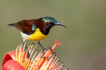 COLORFUL PURPLE SUNBIRD SITTING ON FLOWER AND SEEKING HONEY