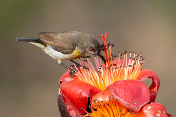 COLORFUL PURPLE SUNBIRD SITTING ON FLOWER AND SEEKING HONEY