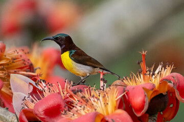 COLORFUL PURPLE SUNBIRD SITTING ON FLOWER AND SEEKING HONEY