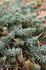 Sedum growing in nature, close-up view. Succulent leaves form a detailed texture, highlighting natural patterns, freshness and hardy plant beauty in an outdoor botanical setting.