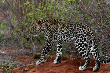 leopard in the wild © Ondrej