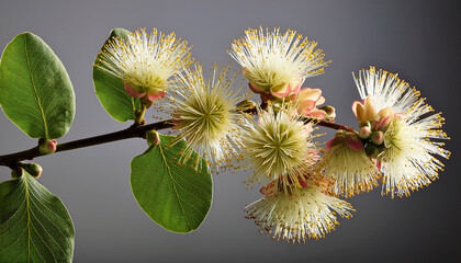 Laurus Nobilis Twig Displaying Flowers