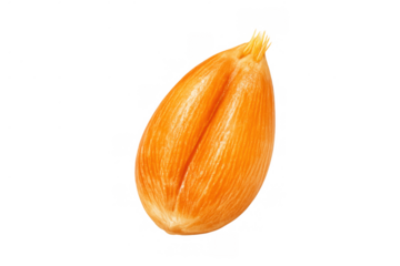 Wheat grain on a transparent background, symbolizing healthy food, farming, and organic plant growth